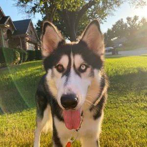 Meet your Posher, Taylor